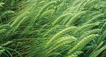 PedigreedSeed_215x115px_AAC_CONNECT_BARLEY