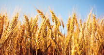 PedigreedSeed_215x115px_AAC_CROSSFIELD