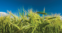 PedigreedSeed_215x115px_AAC_PENHOLD_WHEAT