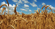 PedigreedSeed_215x115px_AAC_RYLEY_WHEAT