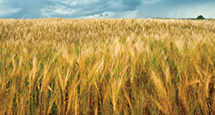 PedigreedSeed_215x115px_CANMORE_BARLEY