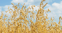 PedigreedSeed_215x115px_CDC_SEABISCUIT_MILLING_OAT